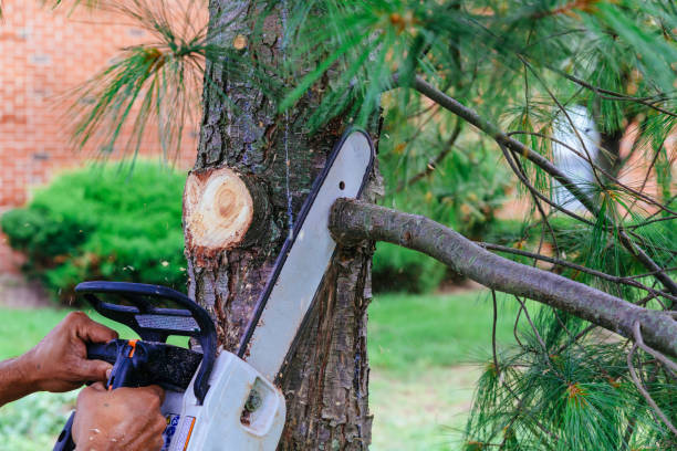 Best Hazardous Tree Removal  in Niceville, FL